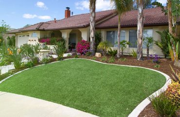 backyard-grass
