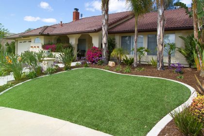 backyard-grass